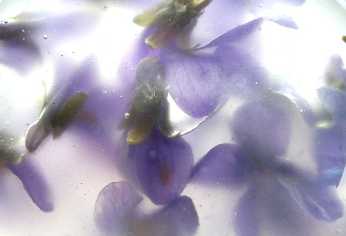 Purple flowers in water