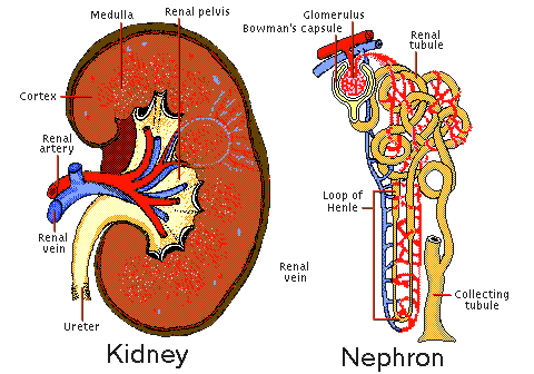 Diagram of Kidney and Nephron