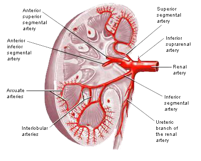 Blood Vessels in a Kidney