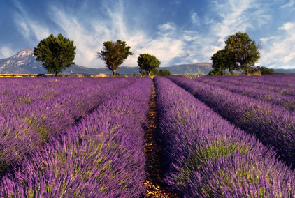 rows of lavendar flowers in a field